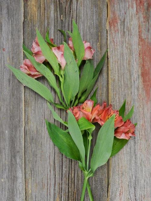 HOT PINK ALSTROEMERIA